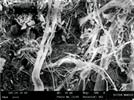 Vitrification d'amiante par induction